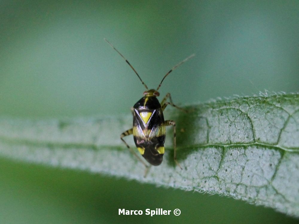 Liocoris tripustulatus